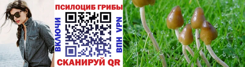 Псилоцибиновые грибы Psilocybe  Рошаль 
